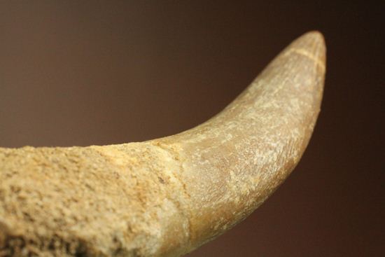 鋭い!ボーン戦争の発端となった、エラスモサウルスの大ぶり歯化石(Elasmosaurus)(その8)