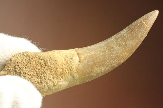 鋭い!ボーン戦争の発端となった、エラスモサウルスの大ぶり歯化石(Elasmosaurus)(その9)