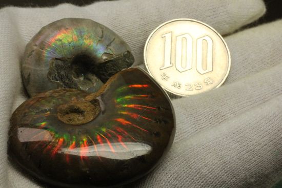 2種類の光るアンモナイトがセットで楽しめます。マダガスカル産クレオニセラス2個セット(その11)