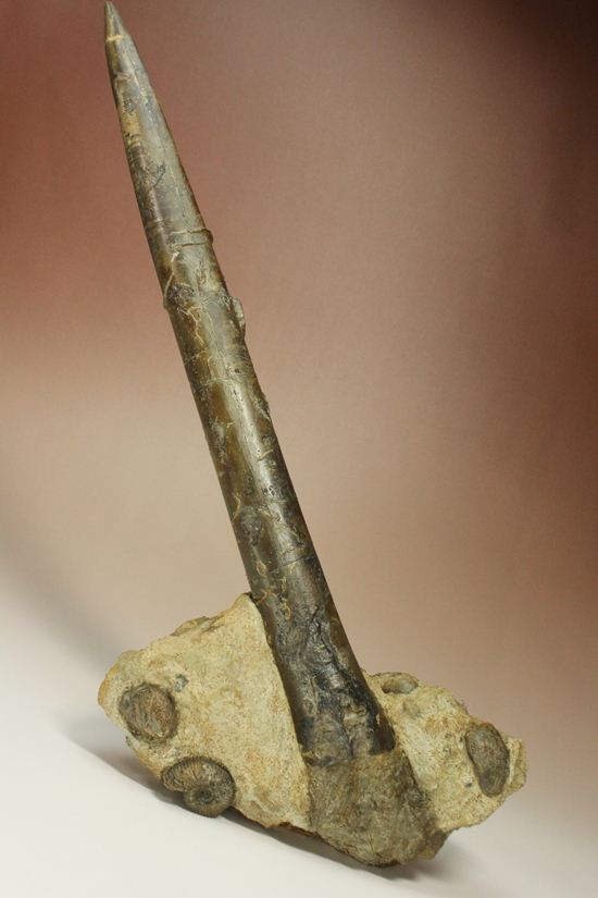 で....でかい!グラディウスこと巨大ベレムナイト化石(Belemnite Megateuthis ellipticus) (その1)