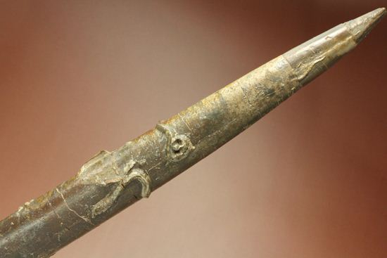 で....でかい!グラディウスこと巨大ベレムナイト化石(Belemnite Megateuthis ellipticus) (その10)