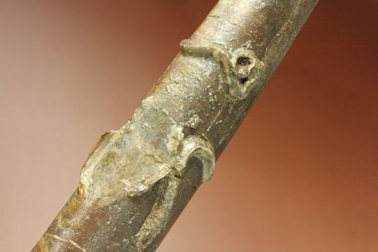で....でかい!グラディウスこと巨大ベレムナイト化石(Belemnite Megateuthis ellipticus) (その11)