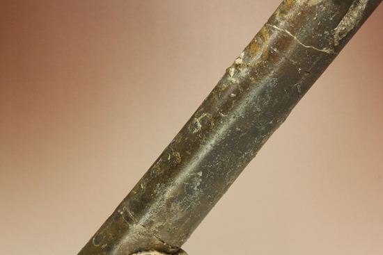で....でかい!グラディウスこと巨大ベレムナイト化石(Belemnite Megateuthis ellipticus) (その12)