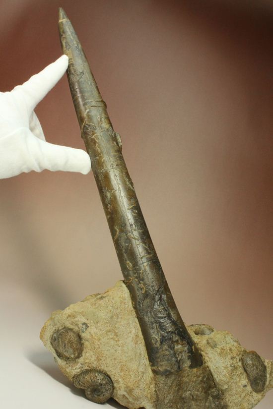 で....でかい!グラディウスこと巨大ベレムナイト化石(Belemnite Megateuthis ellipticus) (その13)