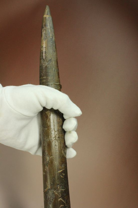 で....でかい!グラディウスこと巨大ベレムナイト化石(Belemnite Megateuthis ellipticus) (その14)