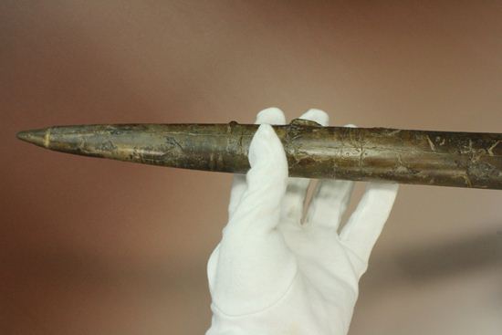 で....でかい!グラディウスこと巨大ベレムナイト化石(Belemnite Megateuthis ellipticus) (その15)