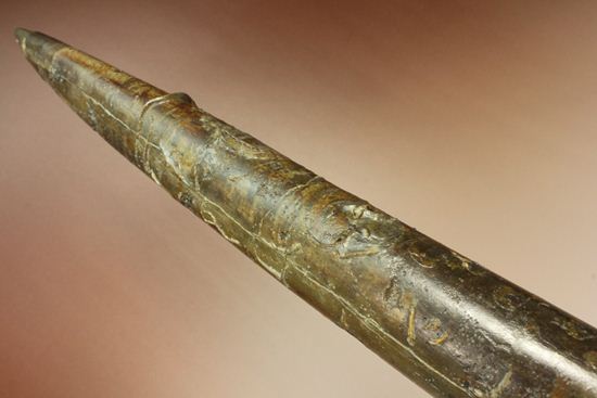 で....でかい!グラディウスこと巨大ベレムナイト化石(Belemnite Megateuthis ellipticus) (その16)