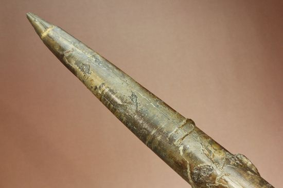 で....でかい!グラディウスこと巨大ベレムナイト化石(Belemnite Megateuthis ellipticus) (その2)