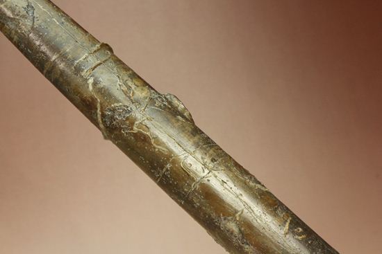 で....でかい!グラディウスこと巨大ベレムナイト化石(Belemnite Megateuthis ellipticus) (その3)