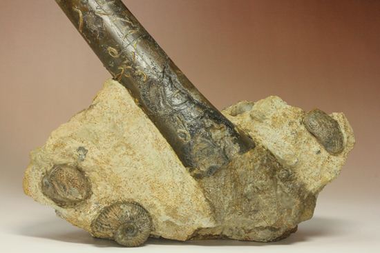 で....でかい!グラディウスこと巨大ベレムナイト化石(Belemnite Megateuthis ellipticus) (その4)