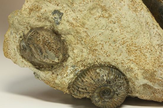 で....でかい!グラディウスこと巨大ベレムナイト化石(Belemnite Megateuthis ellipticus) (その6)