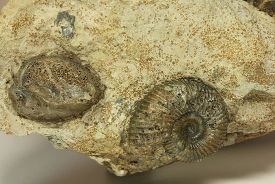 で....でかい!グラディウスこと巨大ベレムナイト化石(Belemnite Megateuthis ellipticus) (その7)
