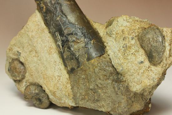 で....でかい!グラディウスこと巨大ベレムナイト化石(Belemnite Megateuthis ellipticus) (その8)