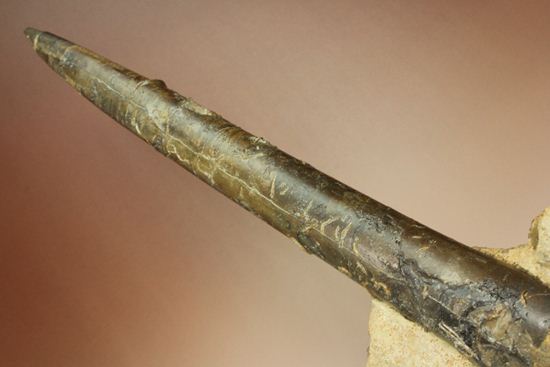 で....でかい!グラディウスこと巨大ベレムナイト化石(Belemnite Megateuthis ellipticus) (その9)
