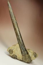 で....でかい！グラディウスこと巨大ベレムナイト化石(Belemnite Megateuthis ellipticus) 