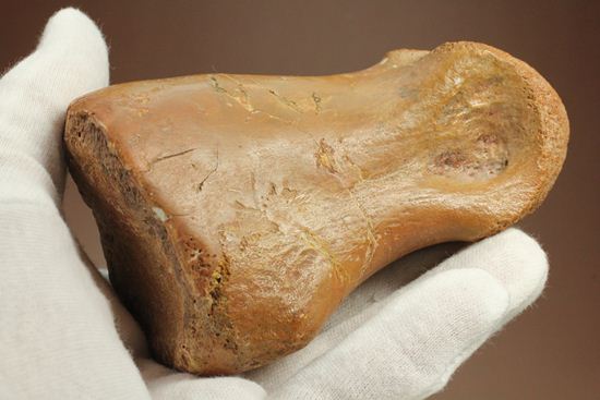 巨大！カルカロドントサウルスのフットクロウ接骨化石(Carcharodontosaurus)（その1）