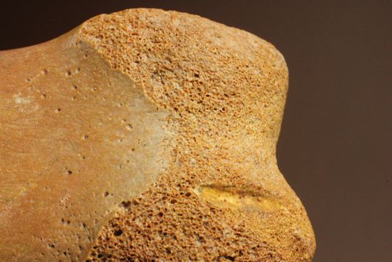 巨大！カルカロドントサウルスのフットクロウ接骨化石(Carcharodontosaurus)（その10）