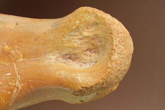 巨大！カルカロドントサウルスのフットクロウ接骨化石(Carcharodontosaurus)（その11）