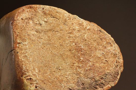 巨大！カルカロドントサウルスのフットクロウ接骨化石(Carcharodontosaurus)（その12）