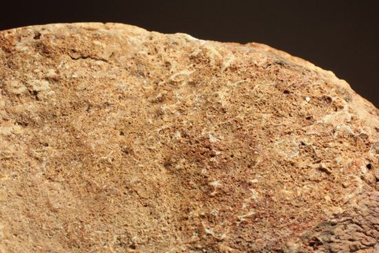 巨大！カルカロドントサウルスのフットクロウ接骨化石(Carcharodontosaurus)（その13）