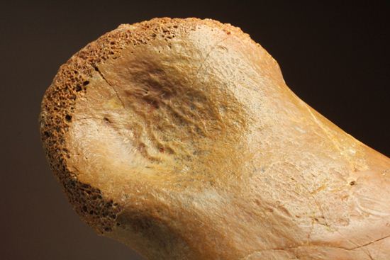 巨大！カルカロドントサウルスのフットクロウ接骨化石(Carcharodontosaurus)（その14）