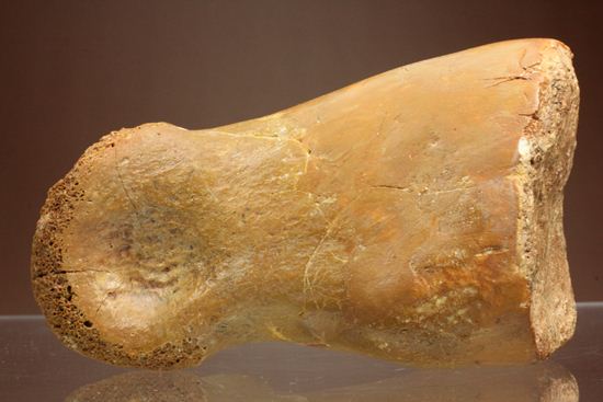 巨大！カルカロドントサウルスのフットクロウ接骨化石(Carcharodontosaurus)（その15）