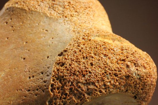 巨大！カルカロドントサウルスのフットクロウ接骨化石(Carcharodontosaurus)（その16）