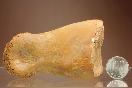 巨大！カルカロドントサウルスのフットクロウ接骨化石(Carcharodontosaurus)（その17）