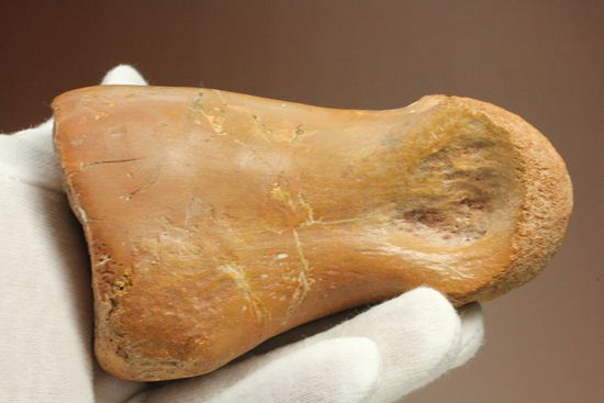 巨大！カルカロドントサウルスのフットクロウ接骨化石(Carcharodontosaurus)（その4）