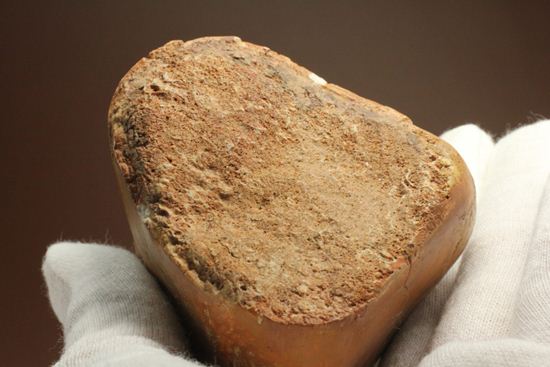 巨大！カルカロドントサウルスのフットクロウ接骨化石(Carcharodontosaurus)（その5）