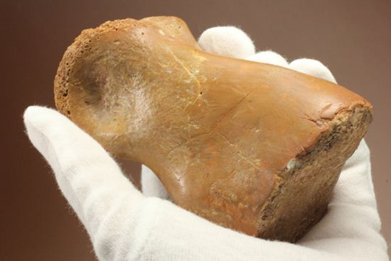 巨大！カルカロドントサウルスのフットクロウ接骨化石(Carcharodontosaurus)（その6）