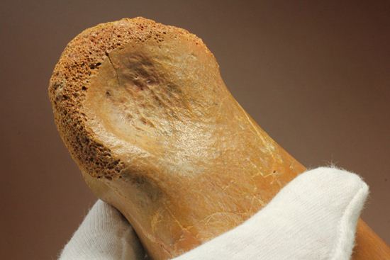 巨大！カルカロドントサウルスのフットクロウ接骨化石(Carcharodontosaurus)（その7）