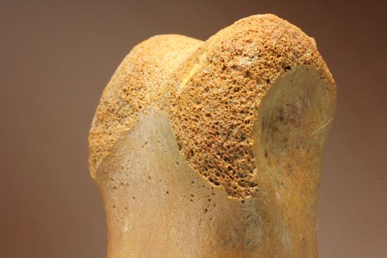 巨大！カルカロドントサウルスのフットクロウ接骨化石(Carcharodontosaurus)（その8）