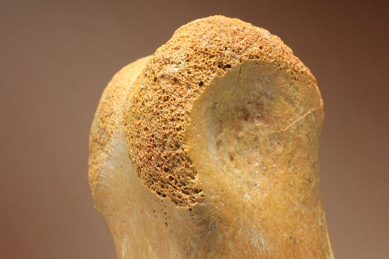 巨大！カルカロドントサウルスのフットクロウ接骨化石(Carcharodontosaurus)（その9）