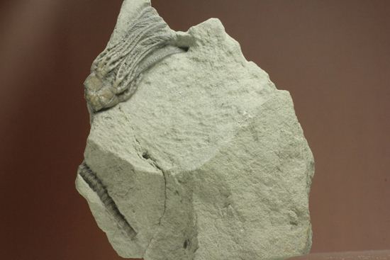石炭紀のウミユリ化石（アメリカ、インディアナ州産）（その8）