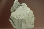 石炭紀のウミユリ化石（アメリカ、インディアナ州産）