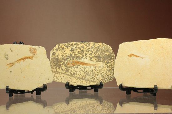 3枚並べて古代水族館を作りませんか？モロッコ産魚プレート化石3枚組（その2）