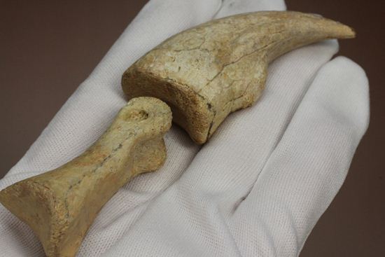一級標本ティラノサウルスのハンドクロウ(T-rex hand claw) 接骨付き（その16）