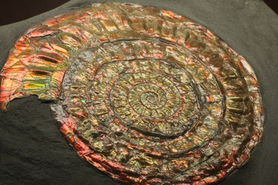 発色が強い、イギリス産遊色アンモナイトカロセラス(Caloceras Johnstoni)(その1)