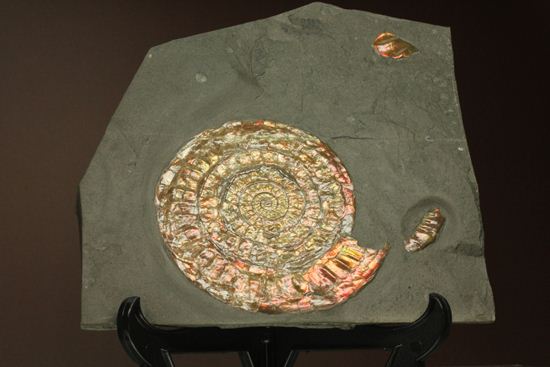 発色が強い、イギリス産遊色アンモナイトカロセラス(Caloceras Johnstoni)(その10)