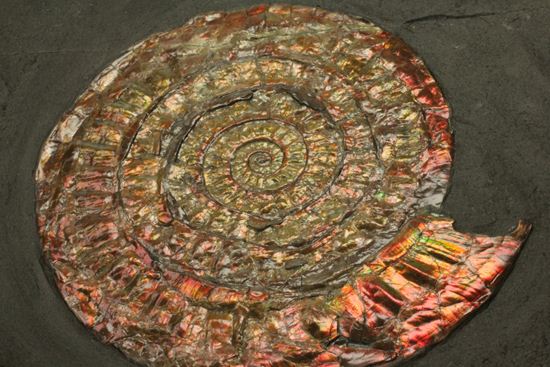 発色が強い、イギリス産遊色アンモナイトカロセラス(Caloceras Johnstoni)(その11)
