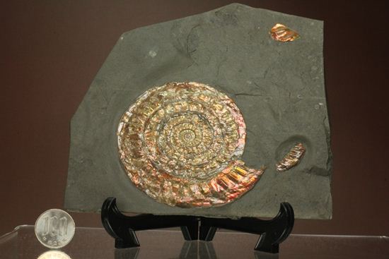 発色が強い、イギリス産遊色アンモナイトカロセラス(Caloceras Johnstoni)(その13)