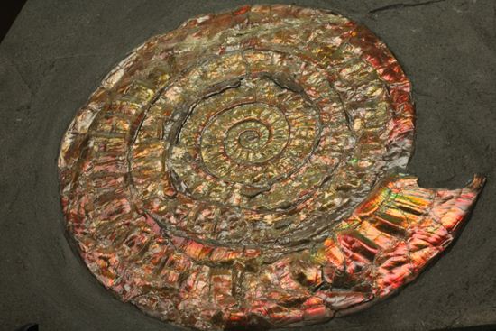 発色が強い、イギリス産遊色アンモナイトカロセラス(Caloceras Johnstoni)(その2)