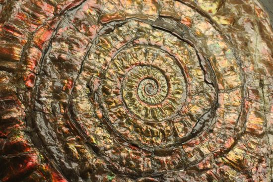 発色が強い、イギリス産遊色アンモナイトカロセラス(Caloceras Johnstoni)(その8)