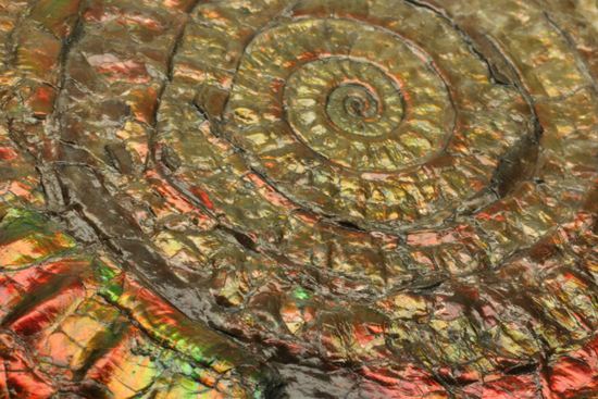 発色が強い、イギリス産遊色アンモナイトカロセラス(Caloceras Johnstoni)(その9)