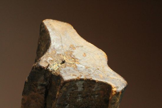 厚みのある、トリケラトプスの歯化石(Triceratops)(その1)