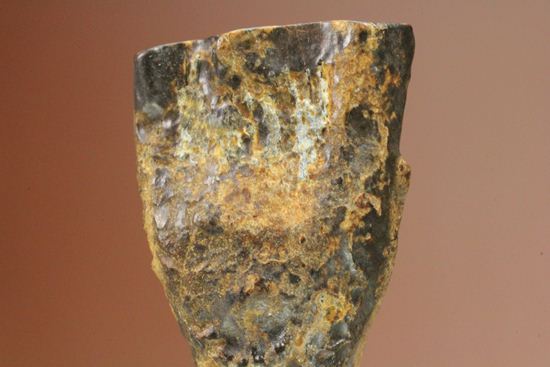 厚みのある、トリケラトプスの歯化石(Triceratops)(その3)