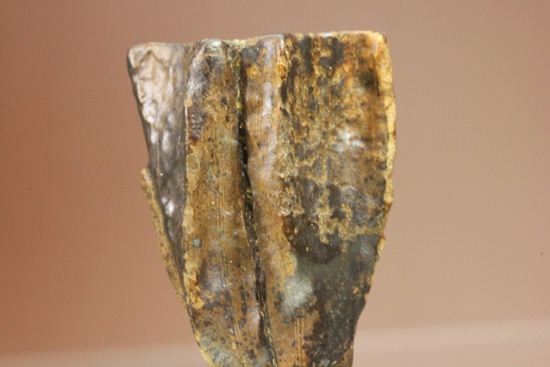 厚みのある、トリケラトプスの歯化石(Triceratops)(その4)