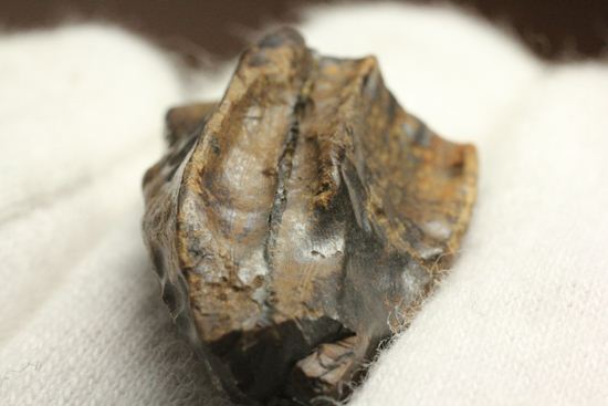 厚みのある、トリケラトプスの歯化石(Triceratops)(その5)
