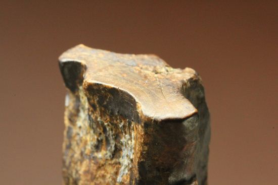 厚みのある、トリケラトプスの歯化石(Triceratops)(その7)